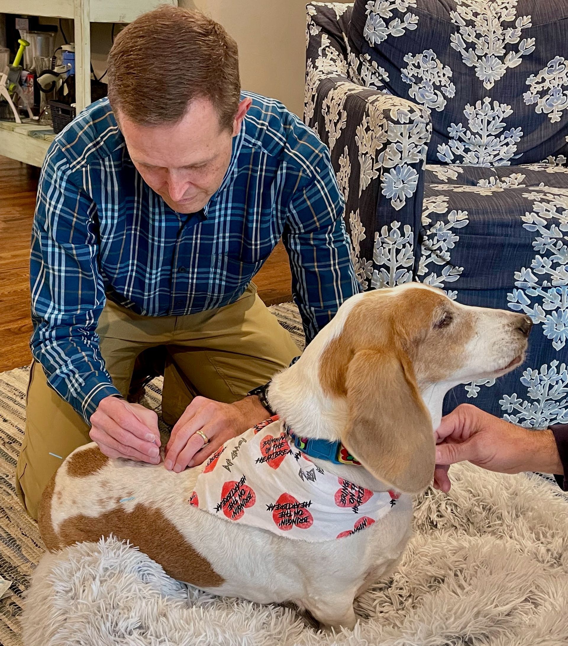 White Basset Hound with brown spots and a heart handkerchief sitting on a dog bed while male veterinarian puts acupuncture needles in her back