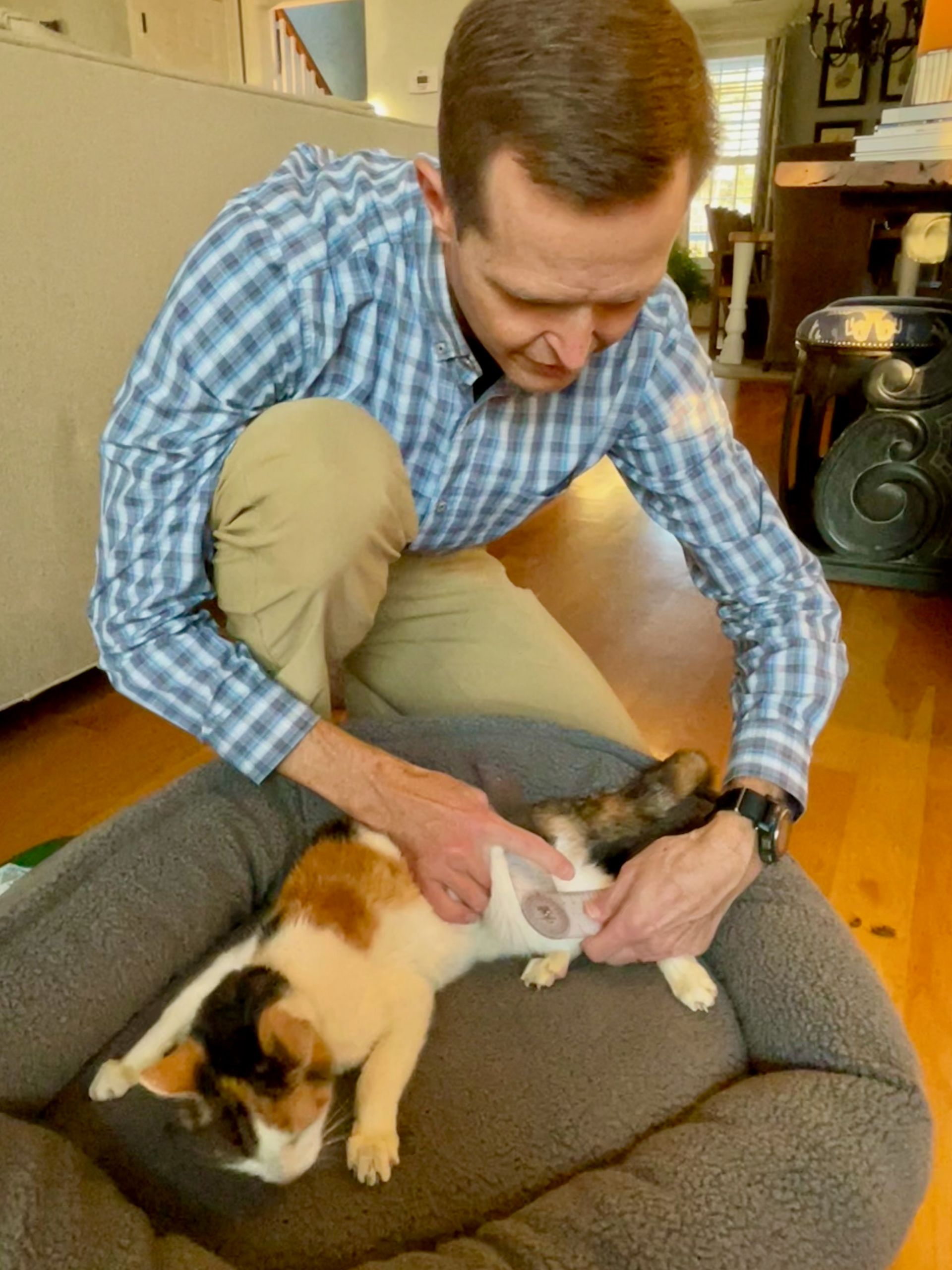 male veterinarian with brown hair measuring calico cat's stifle