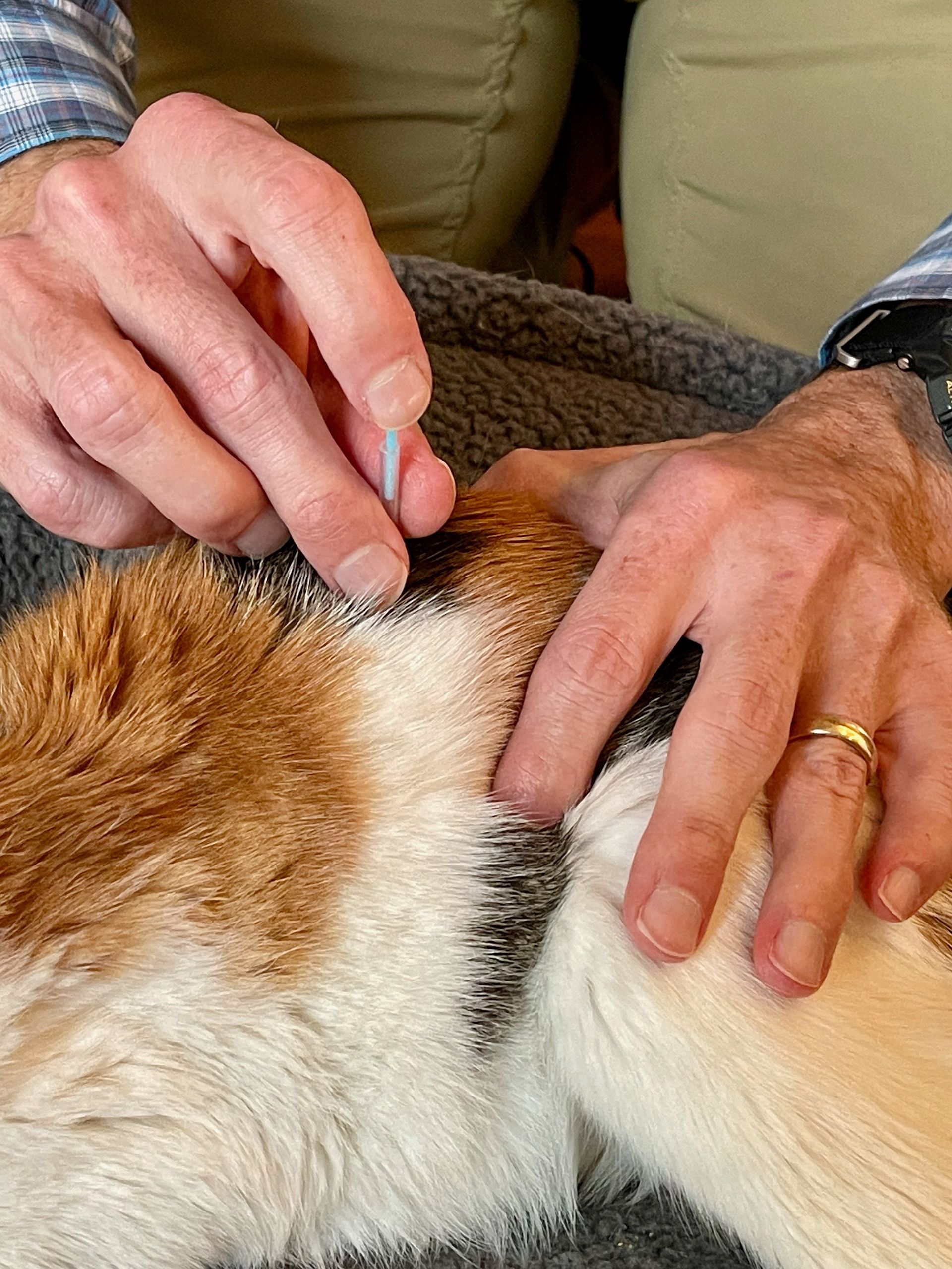 The back of a white cat with orange and black spots with the hand of a veterinarian placing acupuncture needles