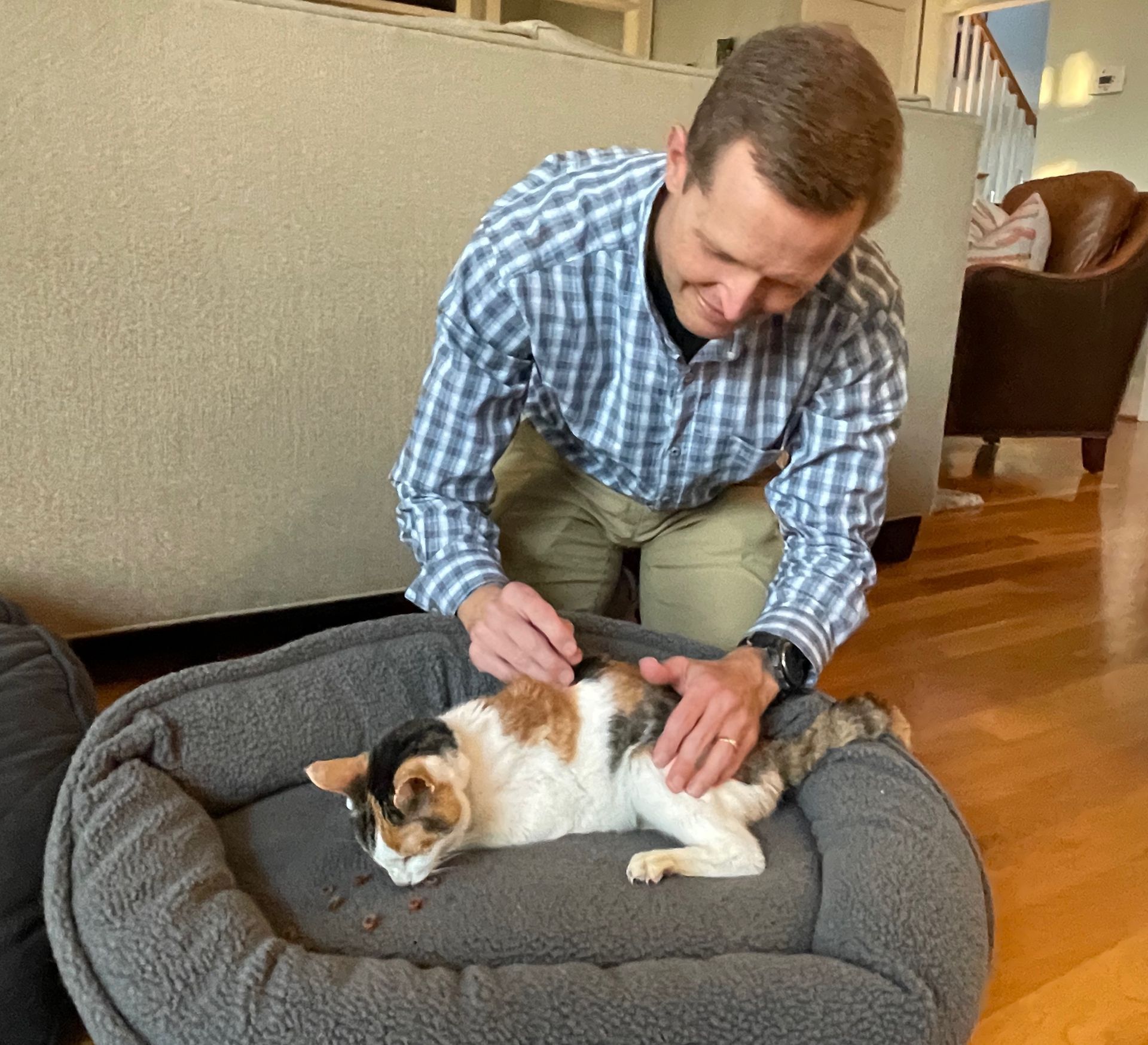 White cat with brown and black patches laying down while male veterinarian puts acupuncture needles in her back