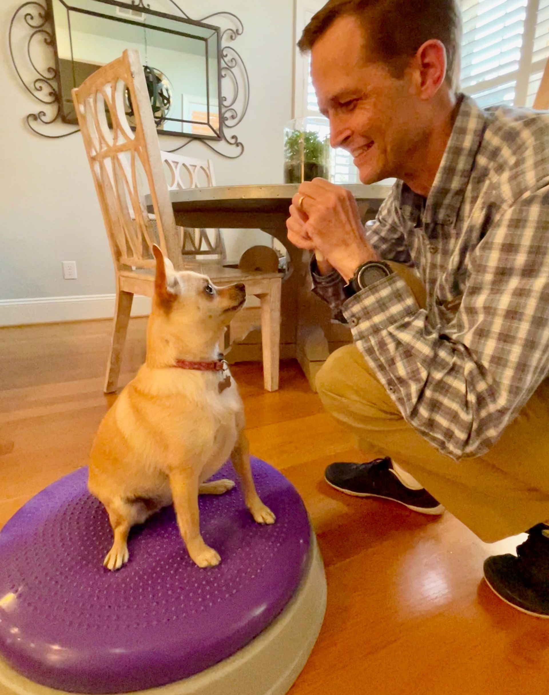 Small brown Chihuahua sitting on purple ball watching treat in male veterinarian's hand