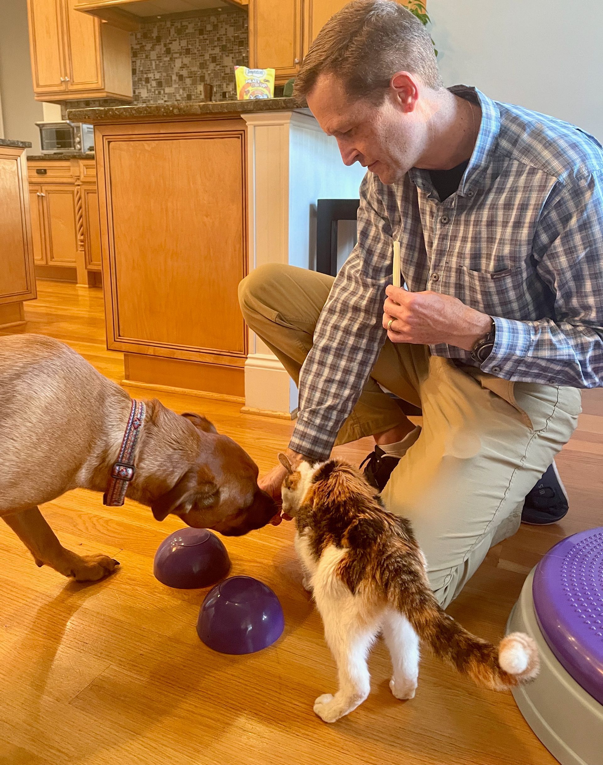 Male veterinarian with brown hair offering treats to brown dog and calico cat