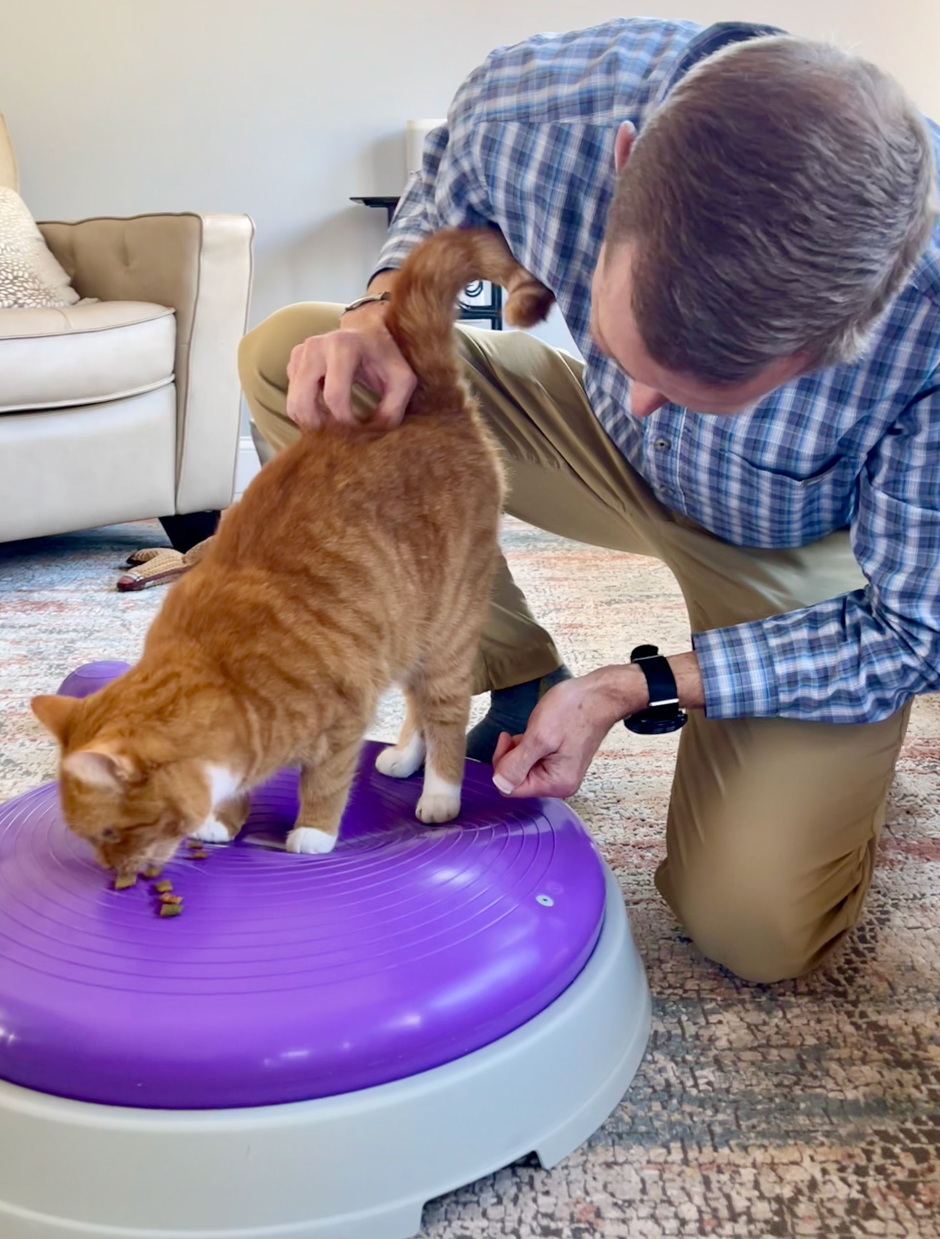 Orange cat standing on a purple ball with male veterinarian petting her