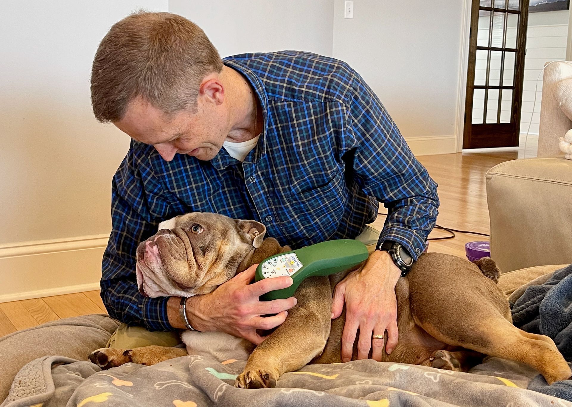 Brown bulldog with male veterinarian looking at dog lovingly while holding a laser device on the dog's shoulder
