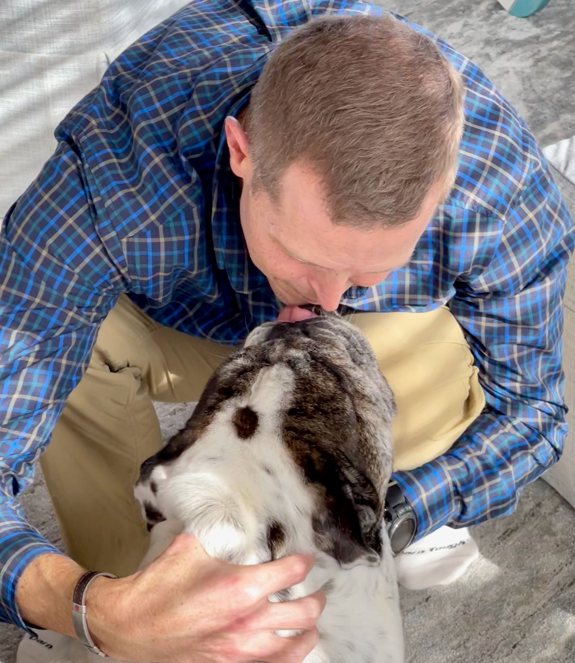 White and black English Bulldog with face adjacent to veterinarian