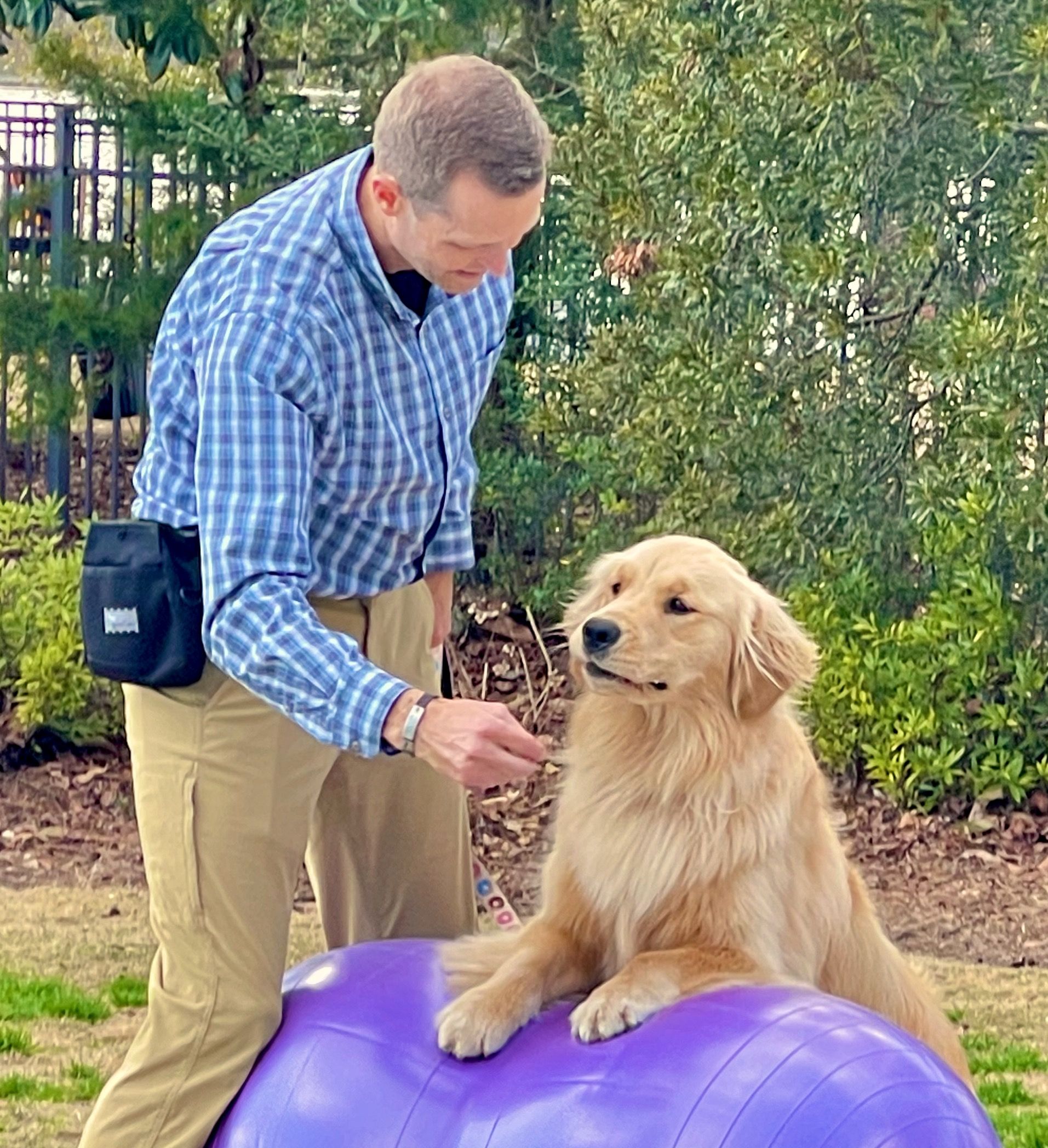 Male veterinarian standing next to Golden Retriever laying on a large purple ball