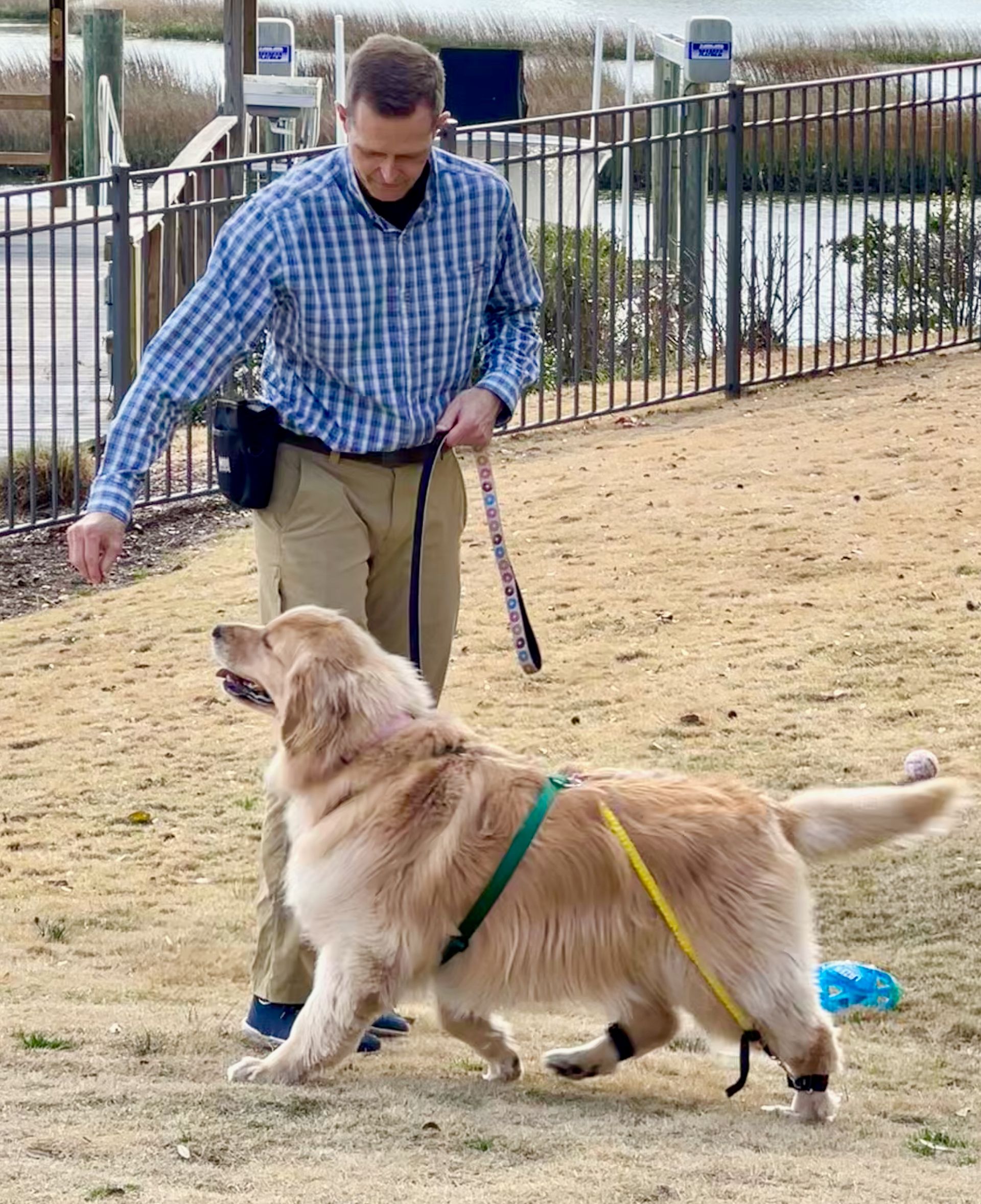 Male veterinarian walking with a Golden Retriever with Biko bands on her feet