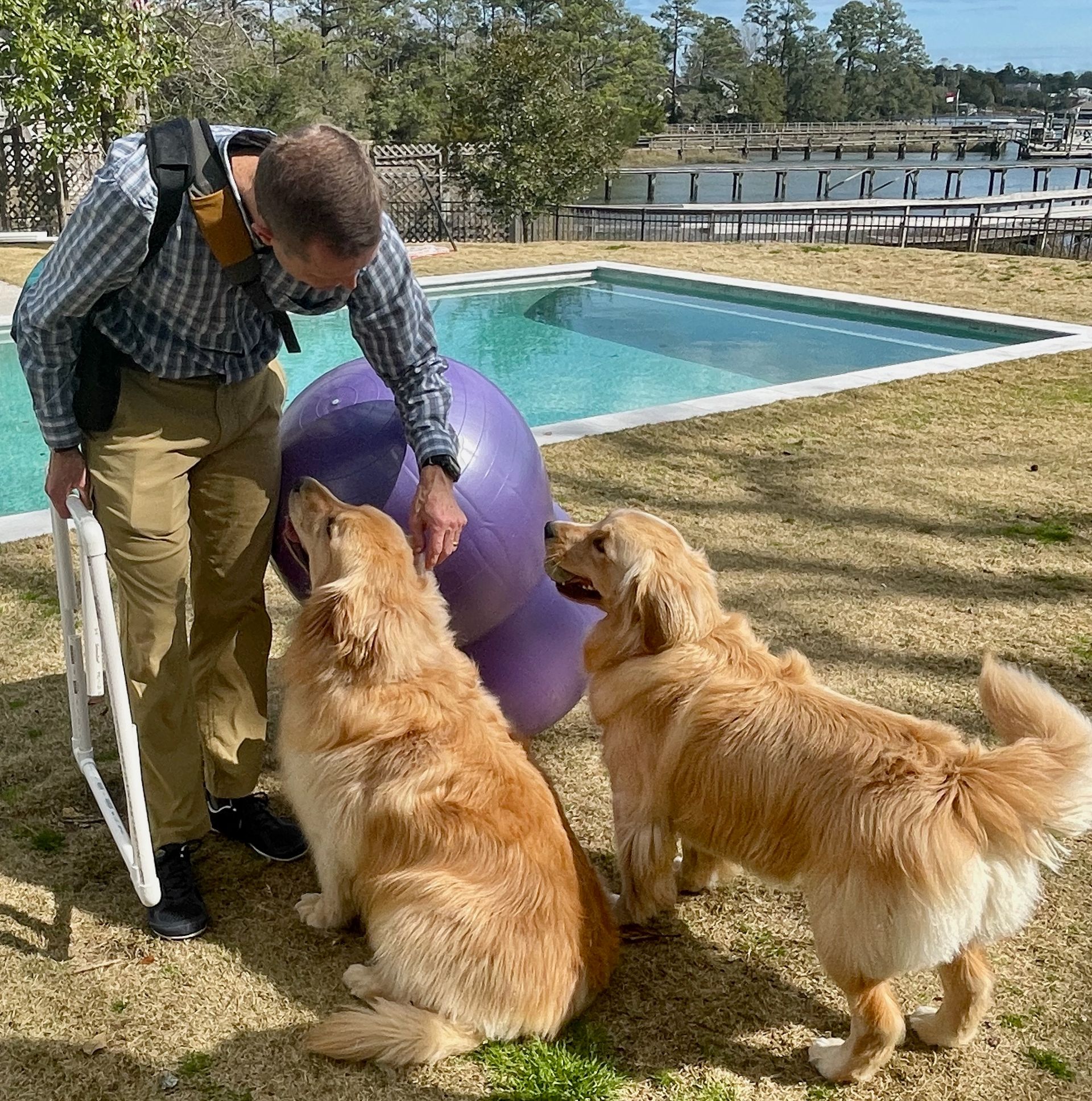 Male veterinarian with brown hair holding a large purple therapy  ball and greeting two golden retrievers