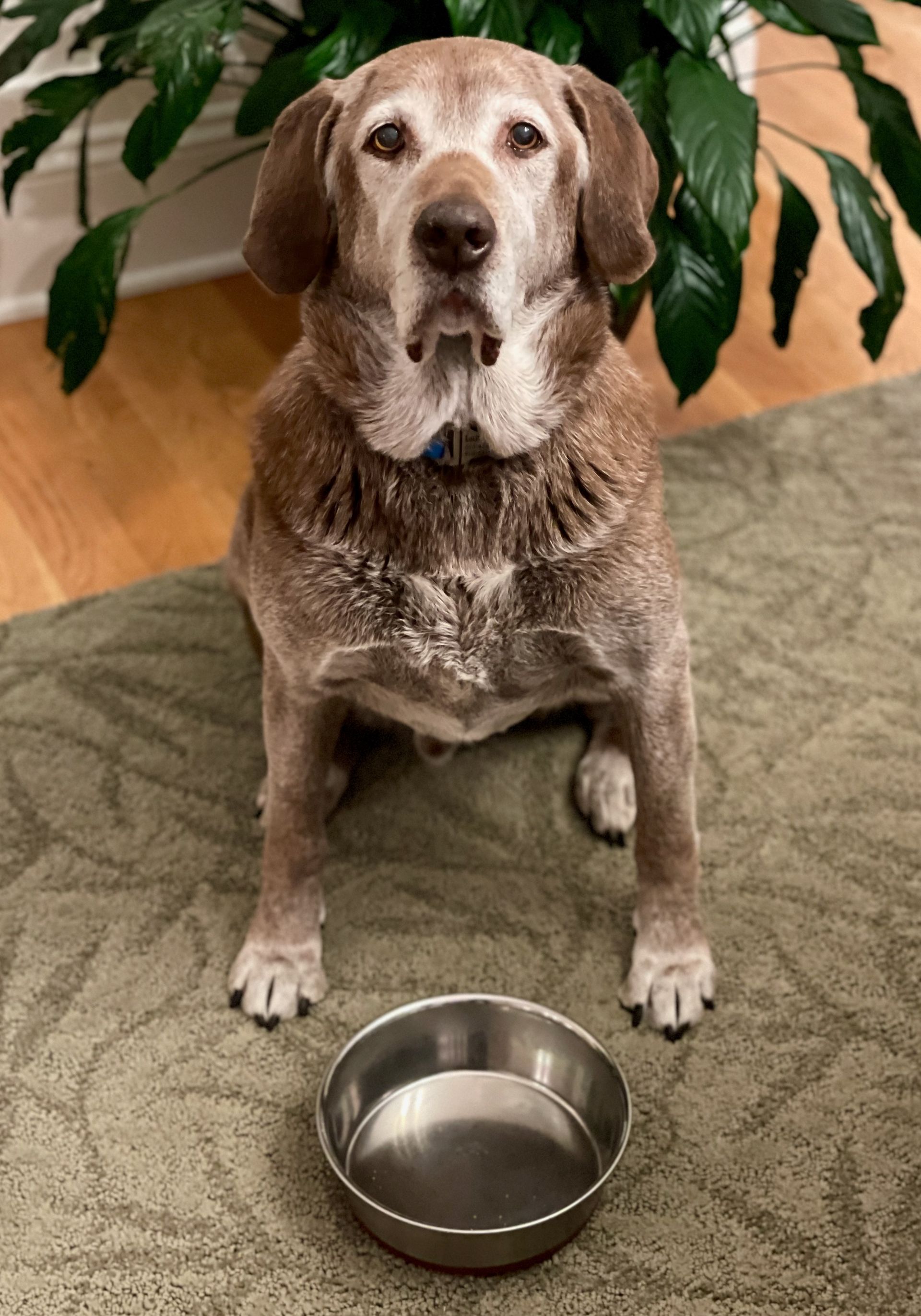 Brown Lab Hound sitting in front of an empty silver food bowl