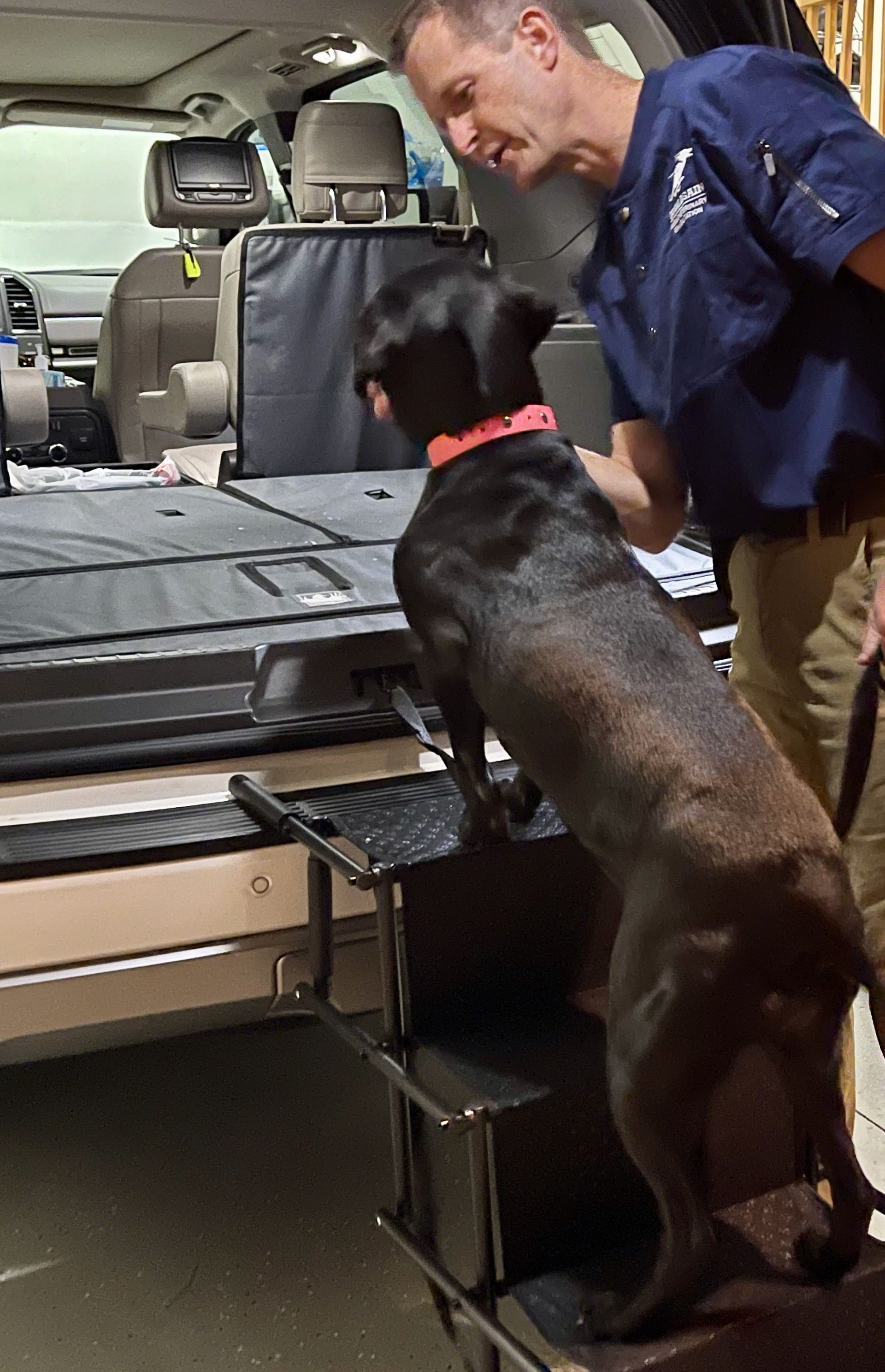 Black Lab walking up stairs to the trunk of an SUV with help from male veterinarian standing beside her