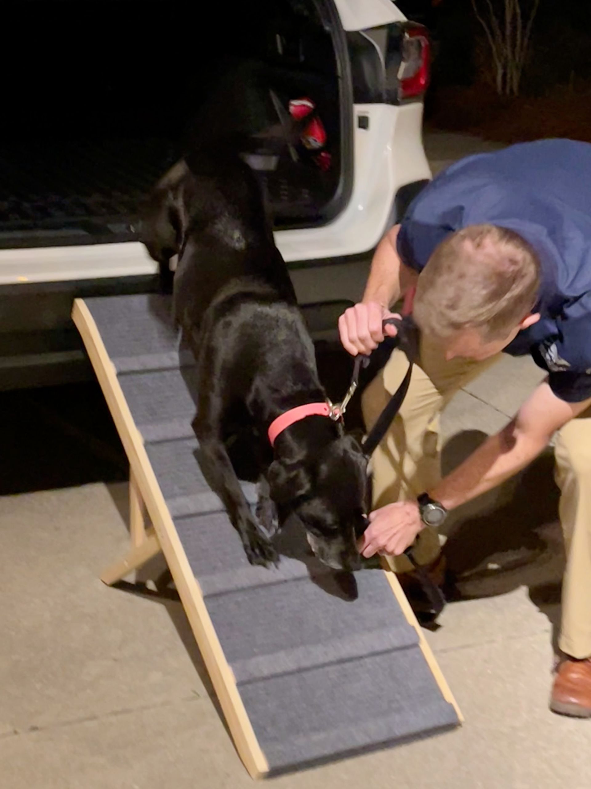 Black Lab walking down a ramp from the trunk of a car with male veterinarian helping her