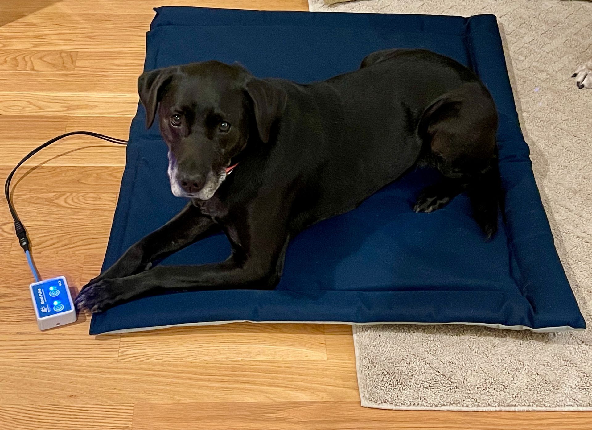 Black lab laying down on a blue Pulsed Electromagnetic Field Therapy mat