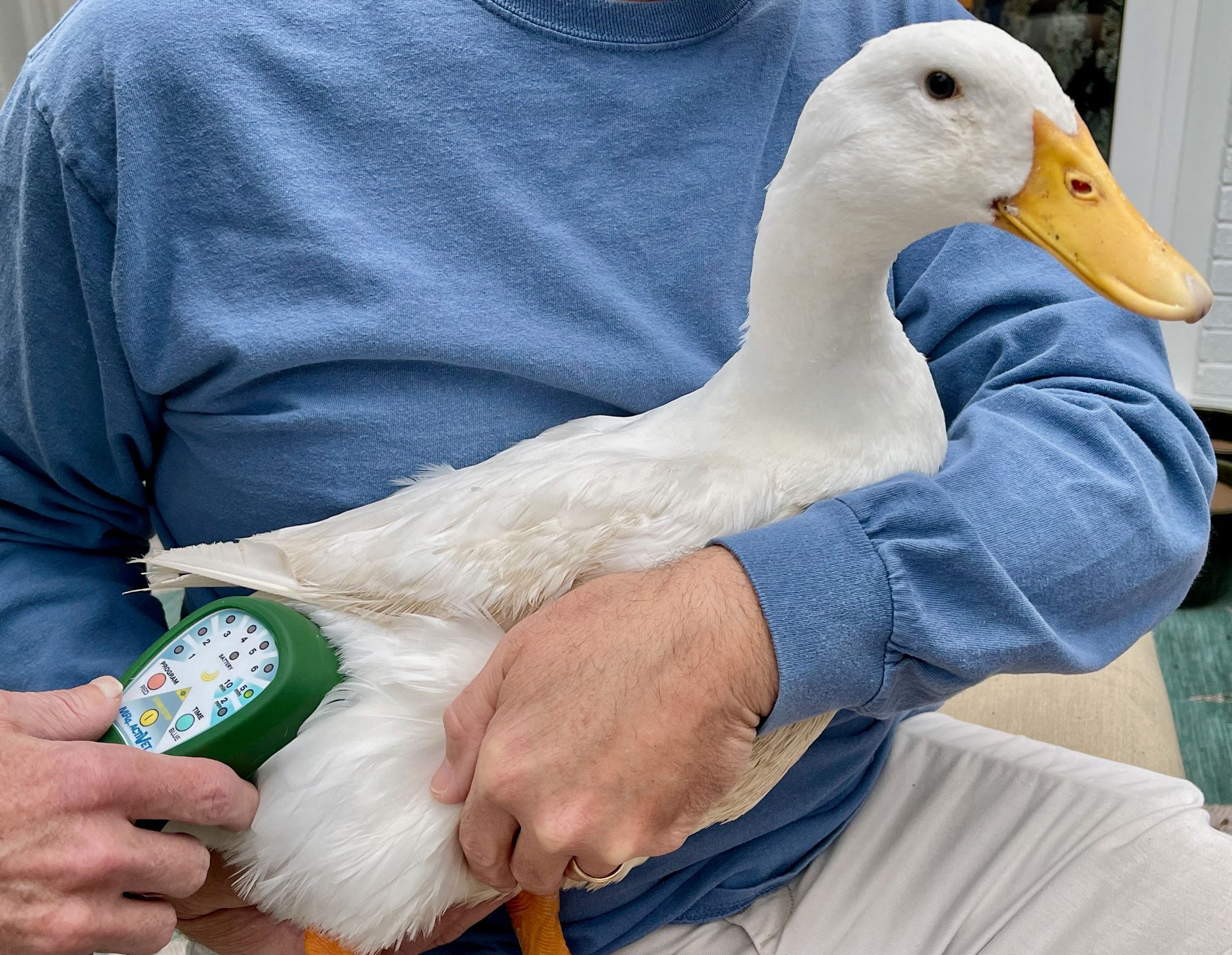A man in a blue shirt is holding a white duck
