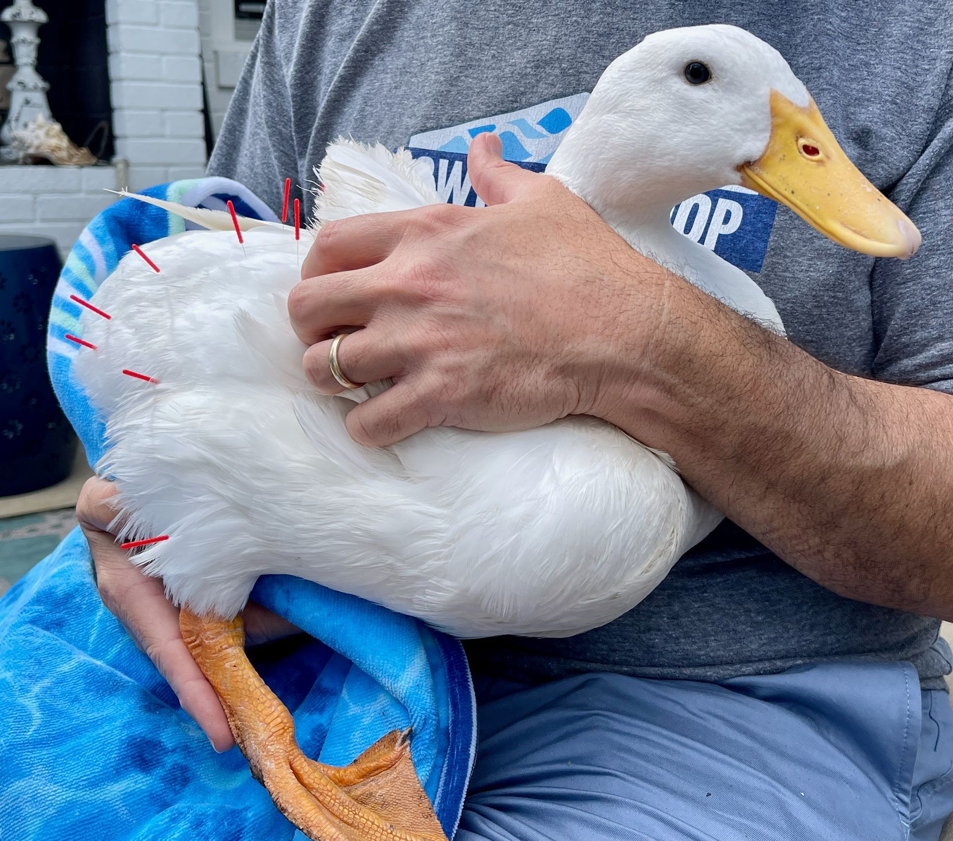 A person is holding a white duck with a yellow beak