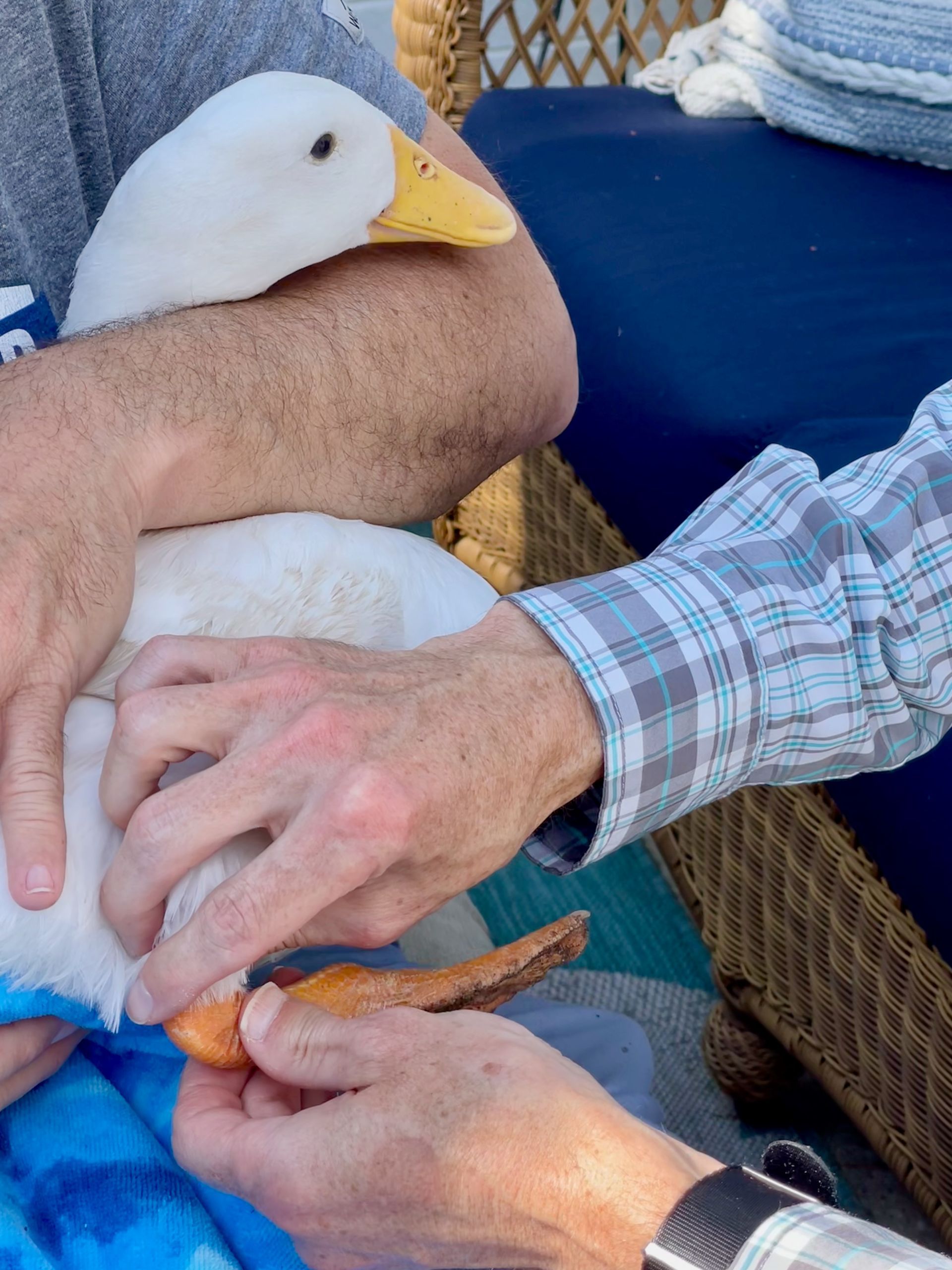 A man is holding a white duck with a yellow beak