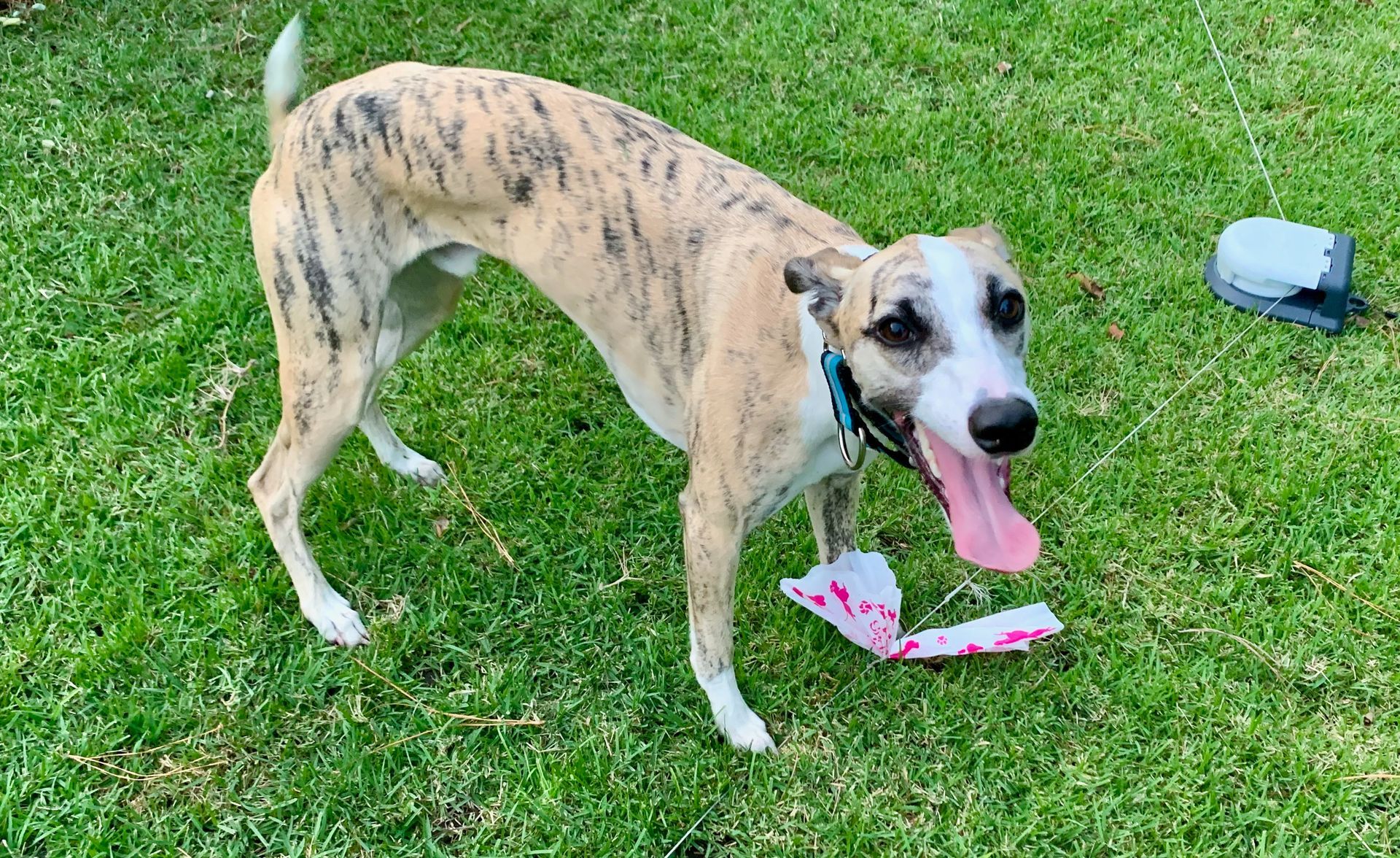 Brindle Whippet in green grass with pink tongue hanging out standing in front of a plastic bag from a lure course