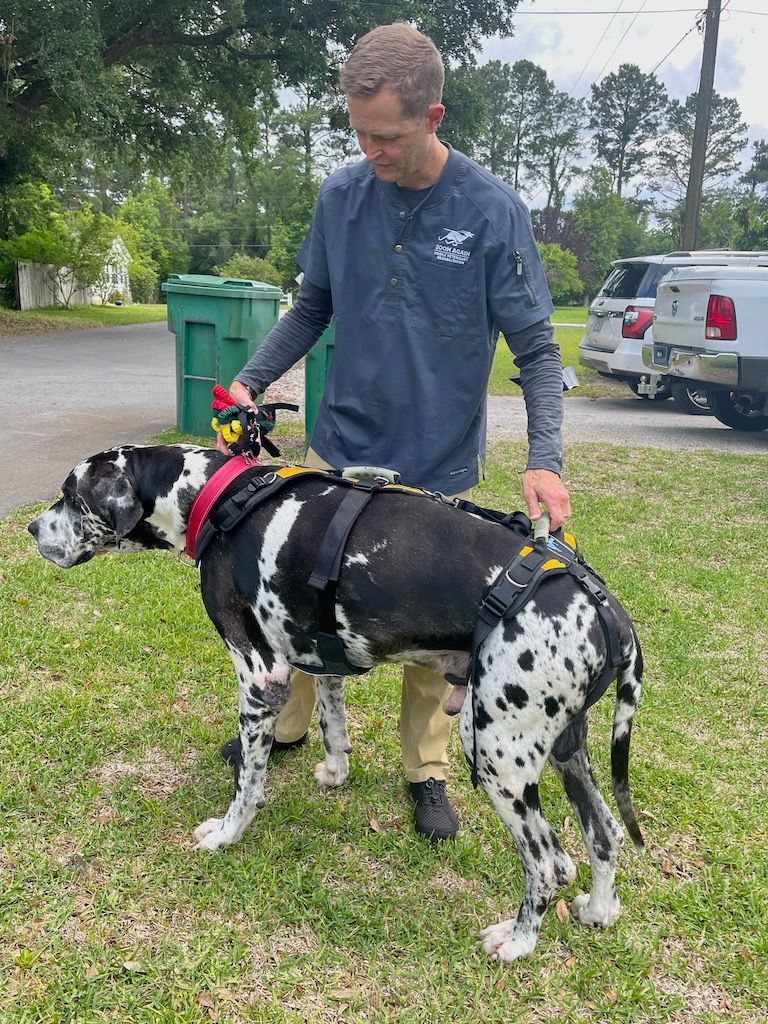 A man is standing next to a Great Dane 
dog wearing a harness.