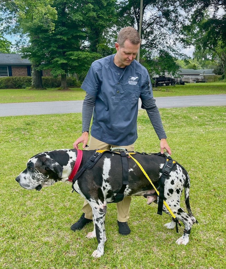 A man is standing next to a Great Dane dog on a leash.