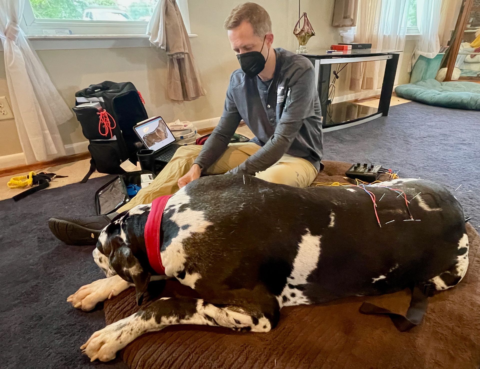 A man is sitting on the floor next to a large black and white dog.