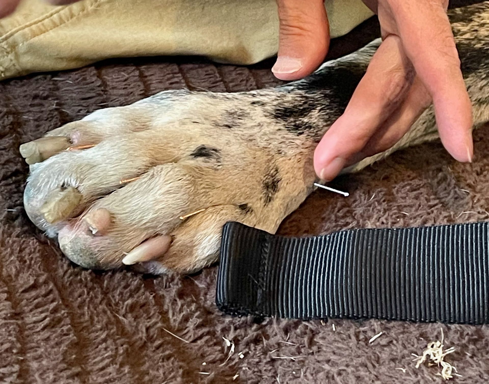 A close up of a person holding a dog 's paw