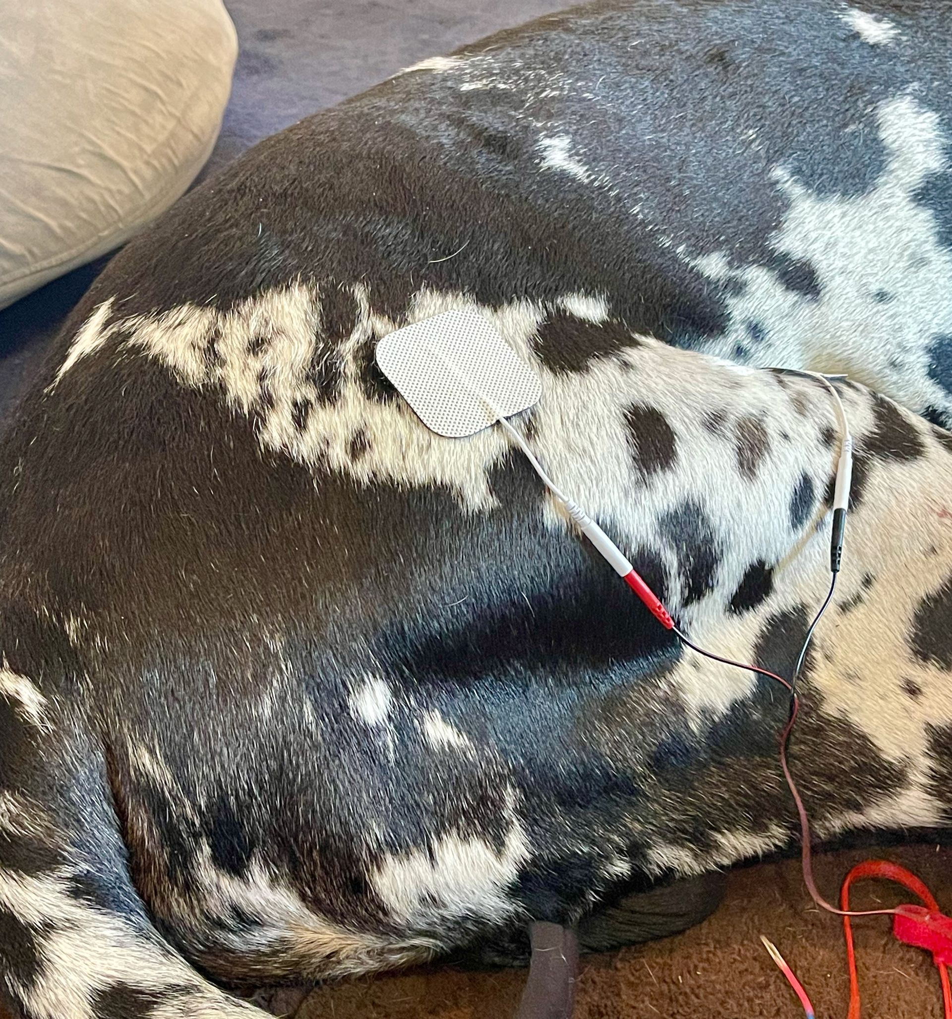 A black and white dog is laying on the floor with a brush on its back.