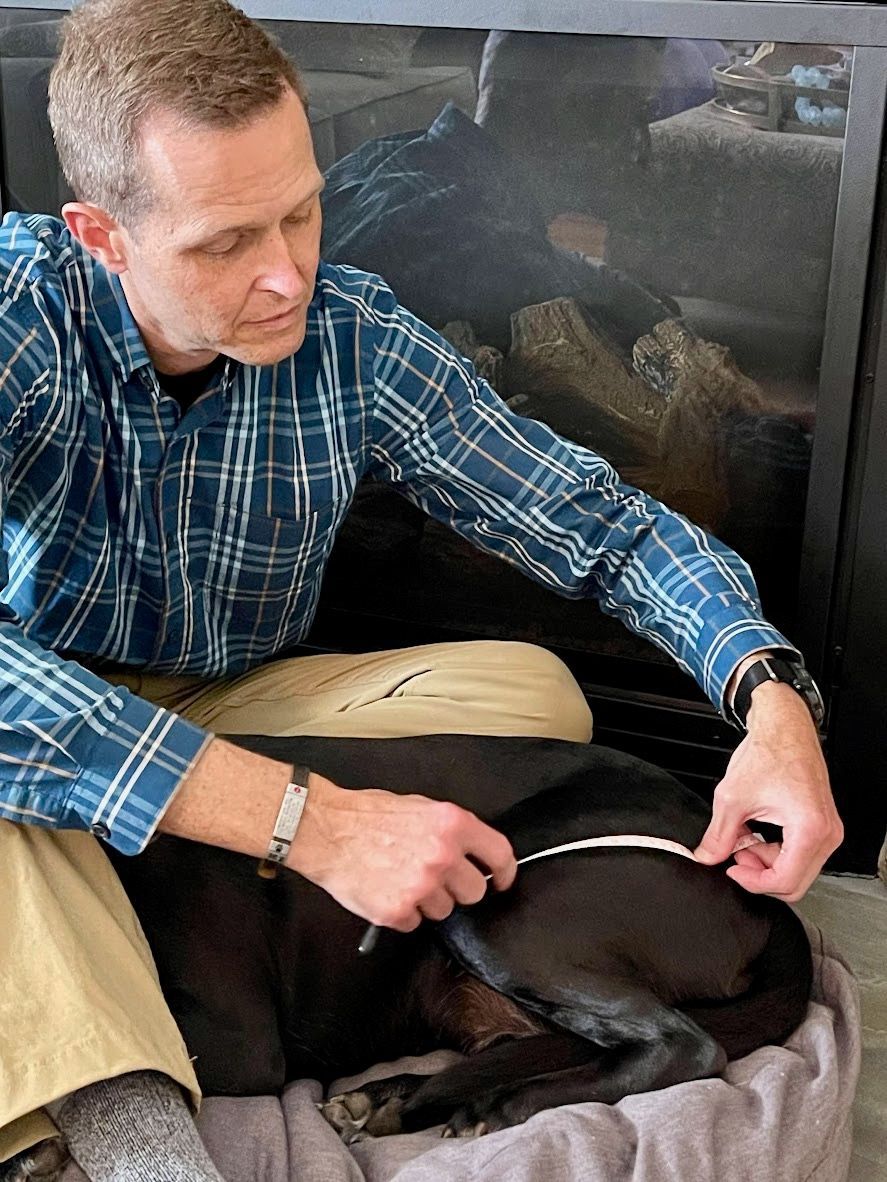 Male veterinarian with brown hair using measuring tape to measure thigh circumference on black dog leg