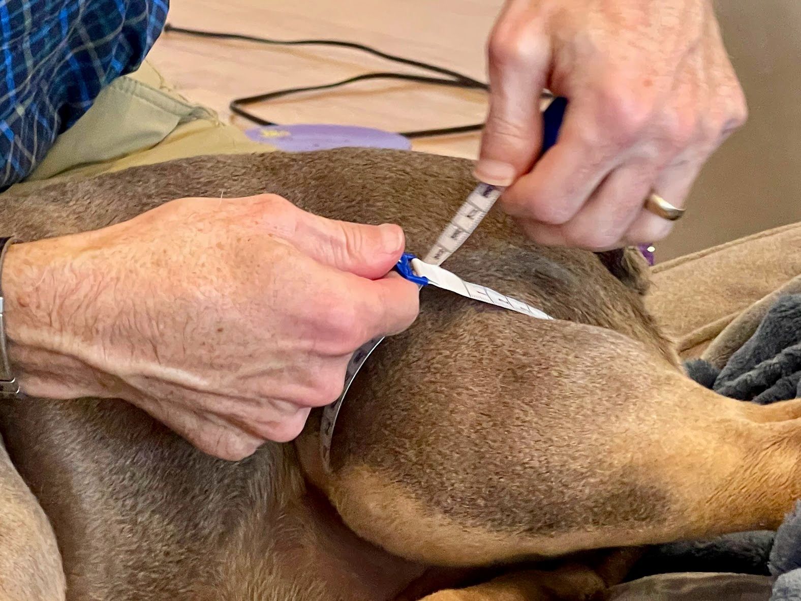 light skin tone hands using measuring tape to measure thigh circumference dog leg