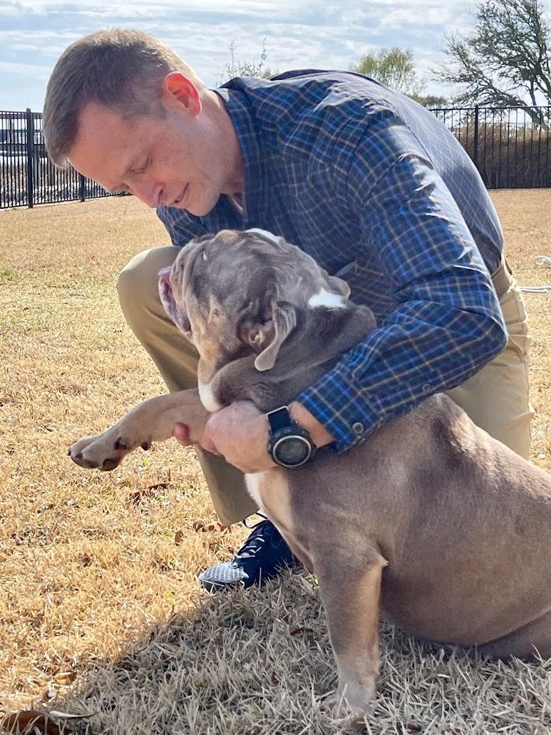 Light skin tone male holding out front leg of brown English Bulldog