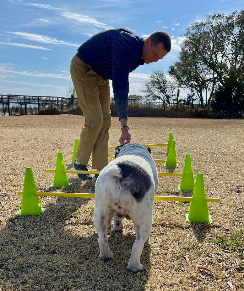 Rear of a white dog with black spots walking over yellow Cavaletti poles with green cones