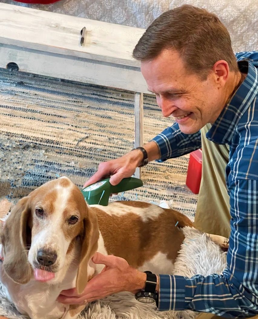 Male veterinarian holding therapeutic laser to back of basset hound that has blue acupuncture needles