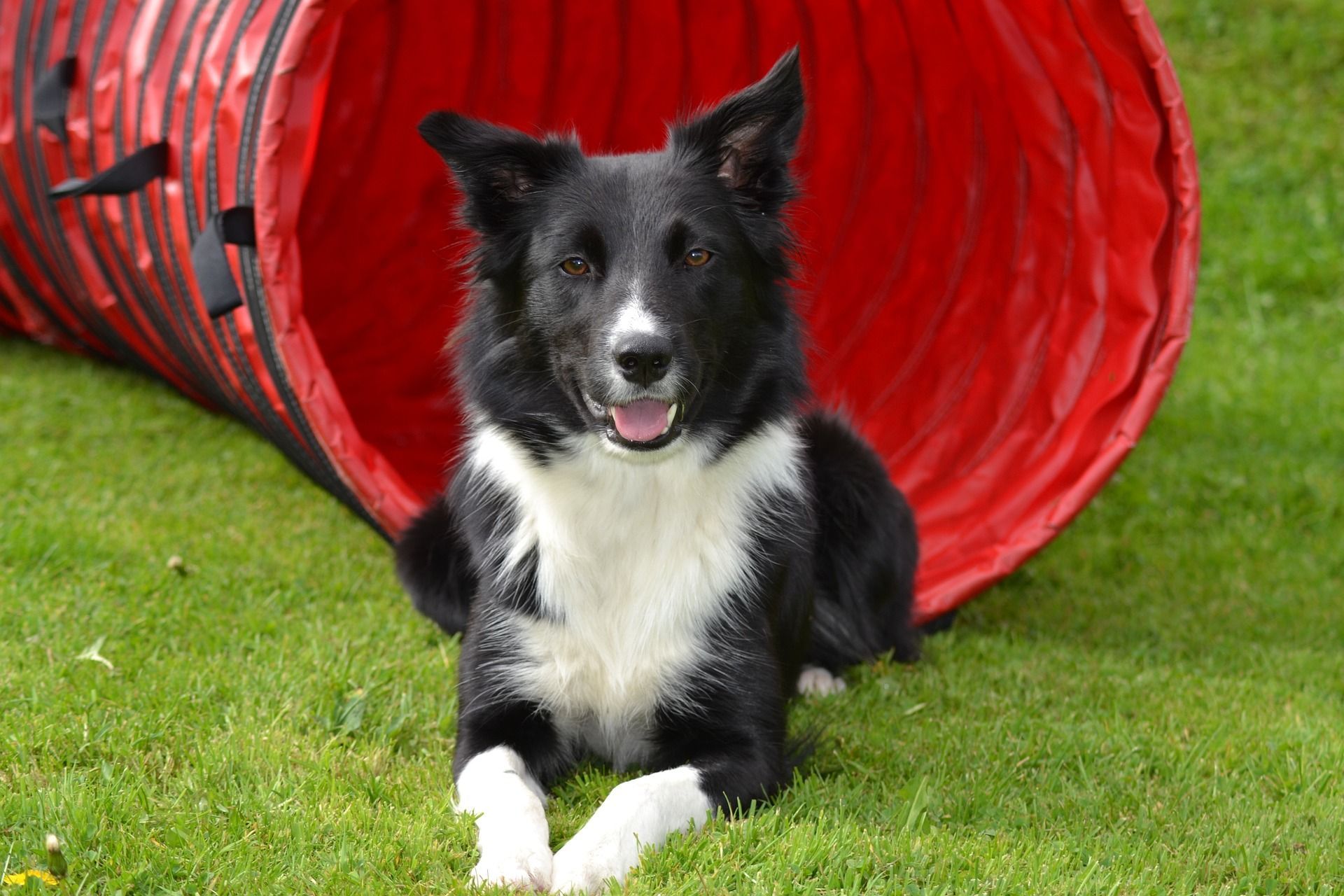 A black and white dog is laying in the grass next to a red tunnel.