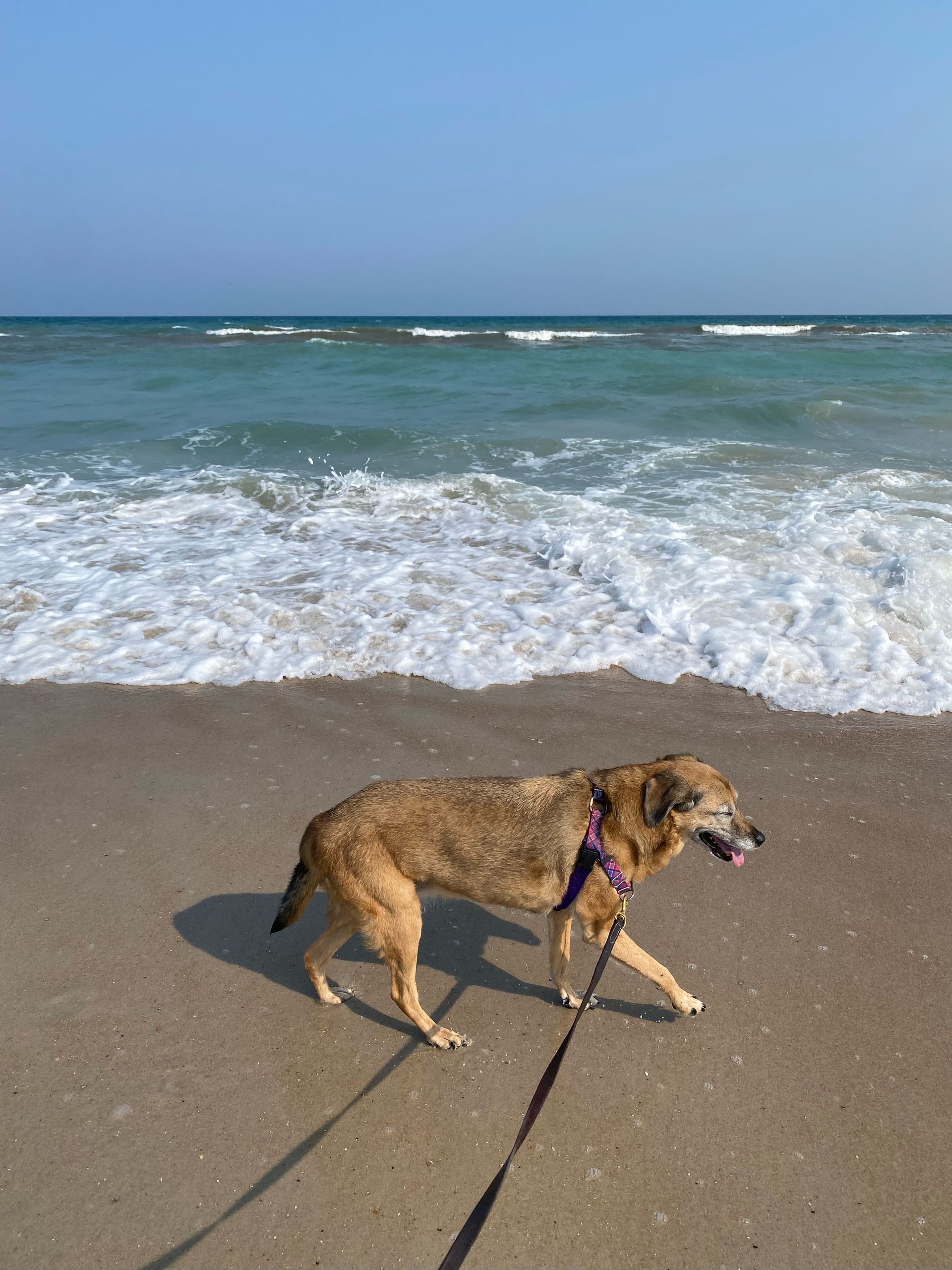 brown dog walking on sand with ocean in background