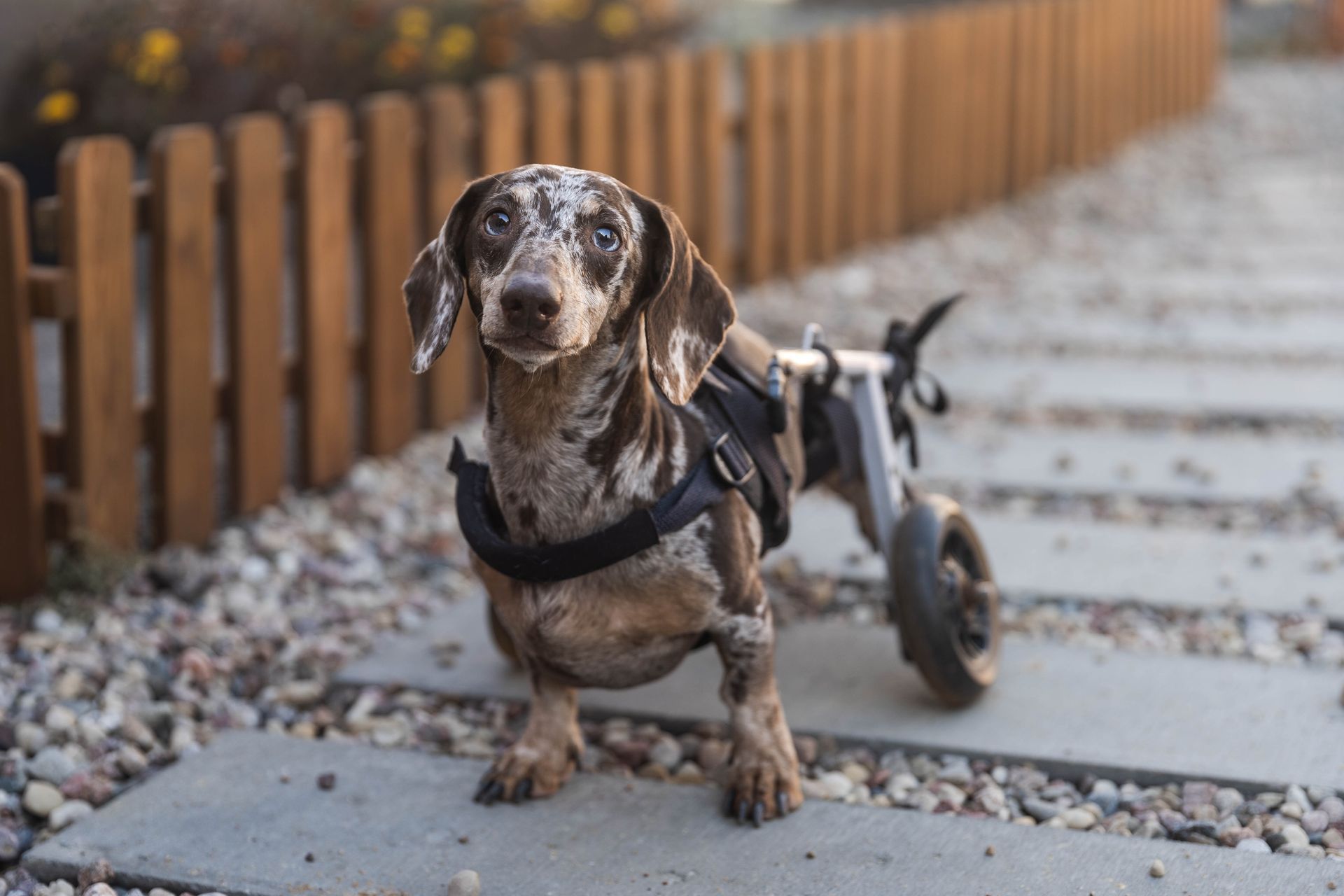 Dapple daschund standing outside on pavers in mobility cart