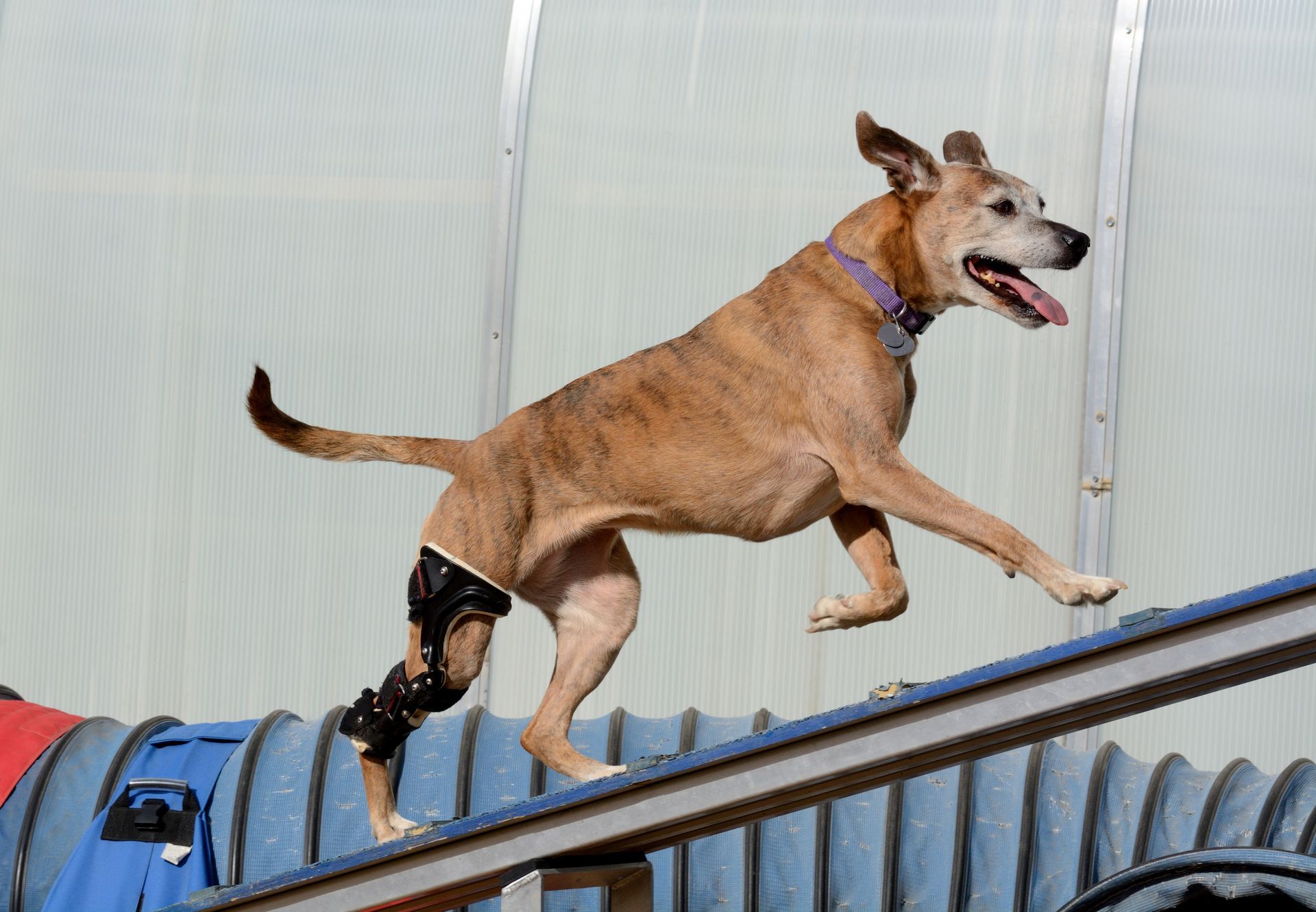 Large brown dog with gray face running up ramp with brace over right stifle