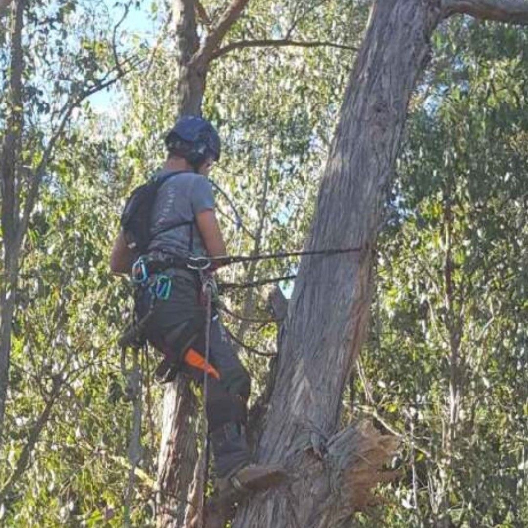 Man on Tree with Harness — Warragul, VIC — BSK Tree Services