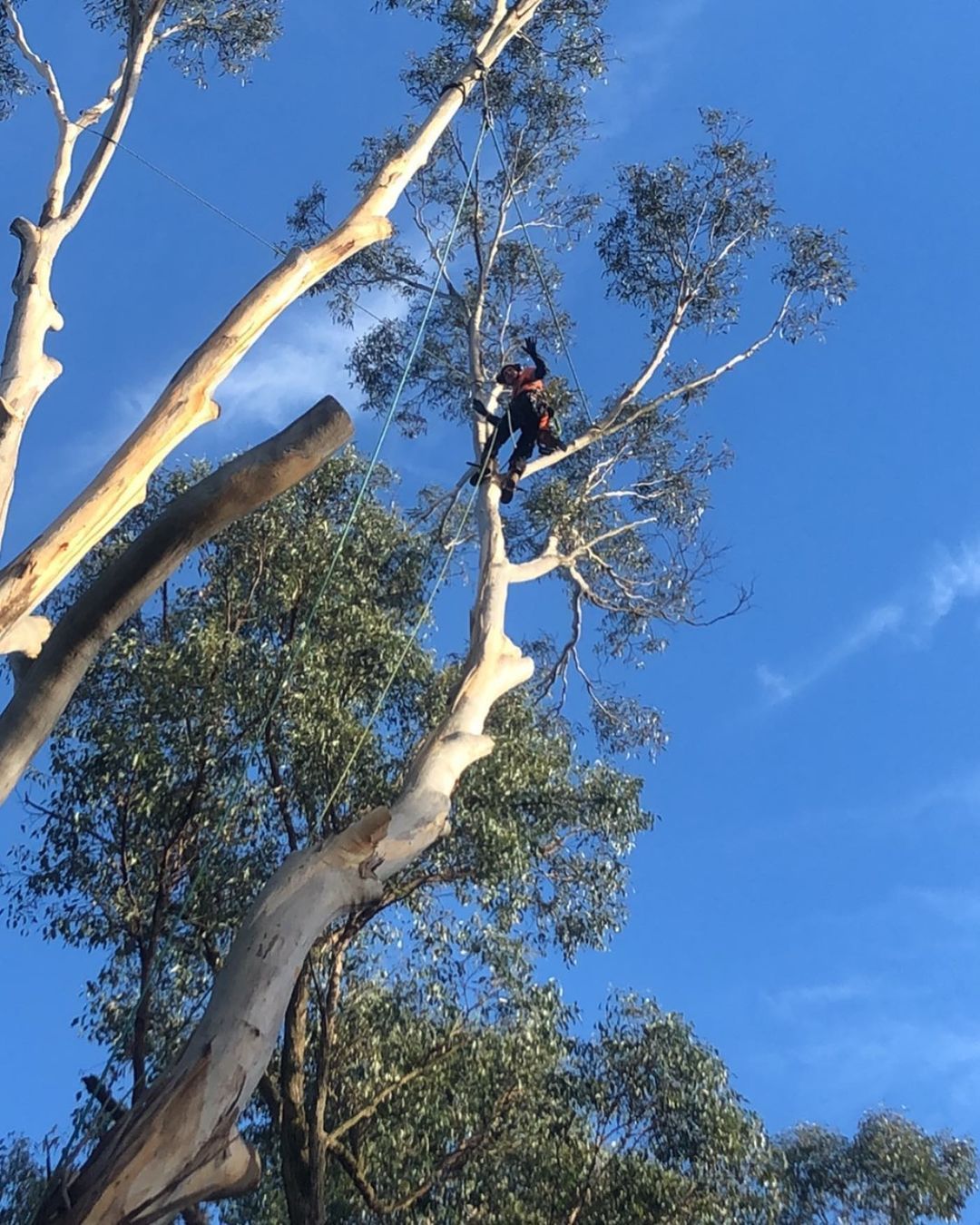 Man Cutting Tree — Warragul, VIC — BSK Tree Services