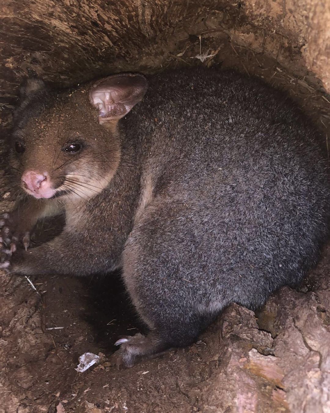 Possum Inside a Tree — Warragul, VIC — BSK Tree Services