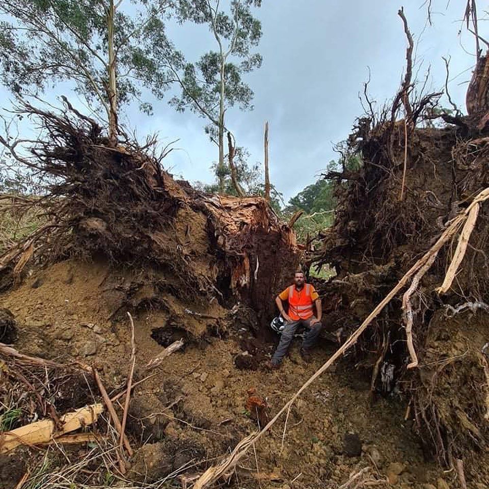 Man Between a Tree Roots — Warragul, VIC — BSK Tree Services
