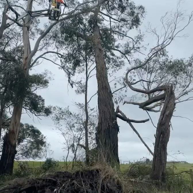 Man on Crane Cutting Tree — Warragul, VIC — BSK Tree Services