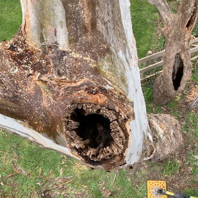 Rotten Tree — Warragul, VIC — BSK Tree Services