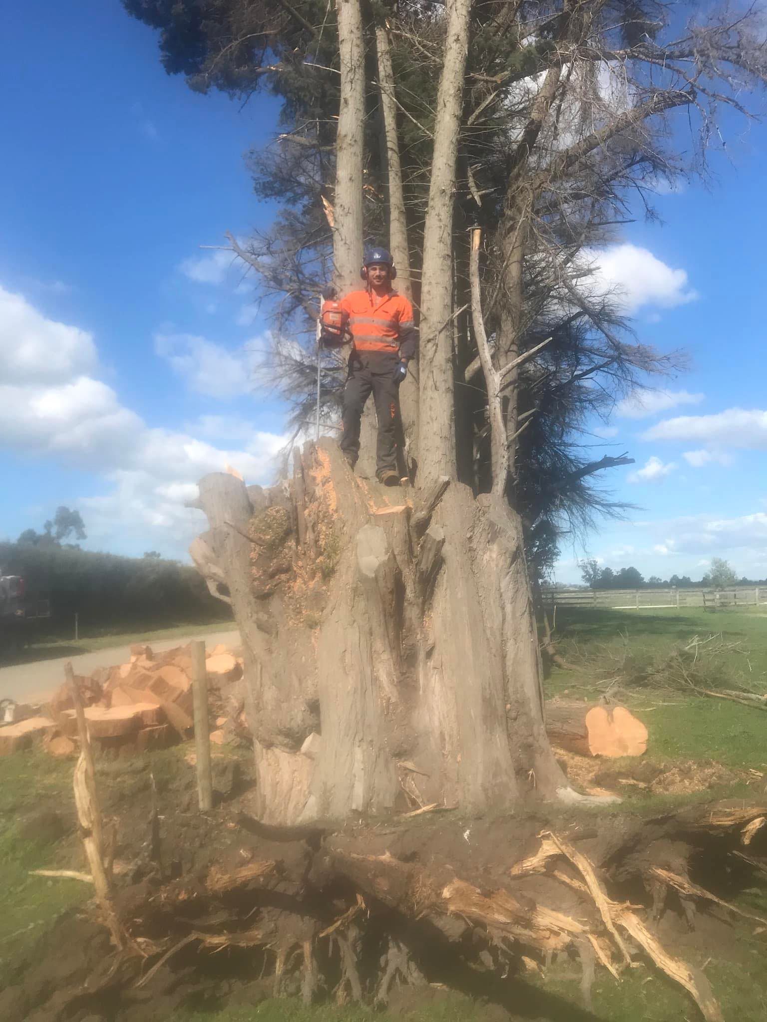 Man Standing on a Big Tree Trunk — Warragul, VIC — BSK Tree Services