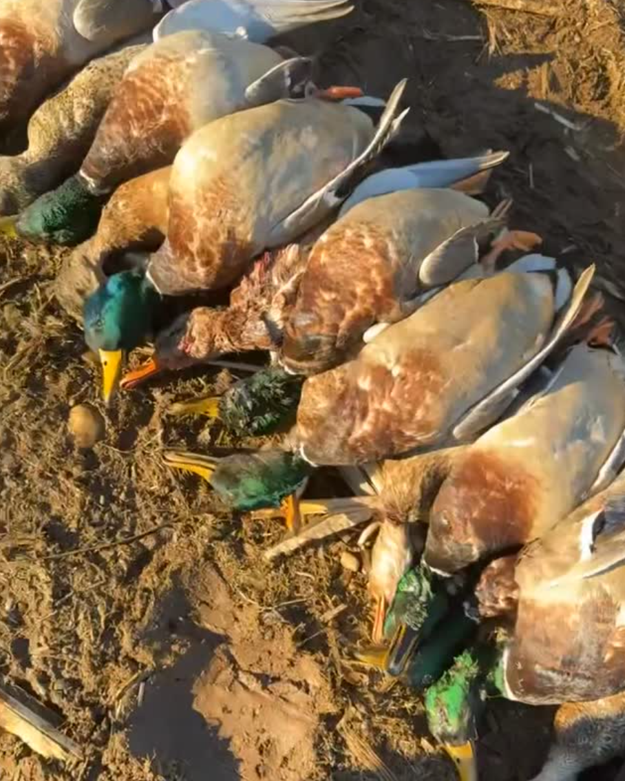 Mallard ducks harvested from Whatcom County Washington waterfowl hunt