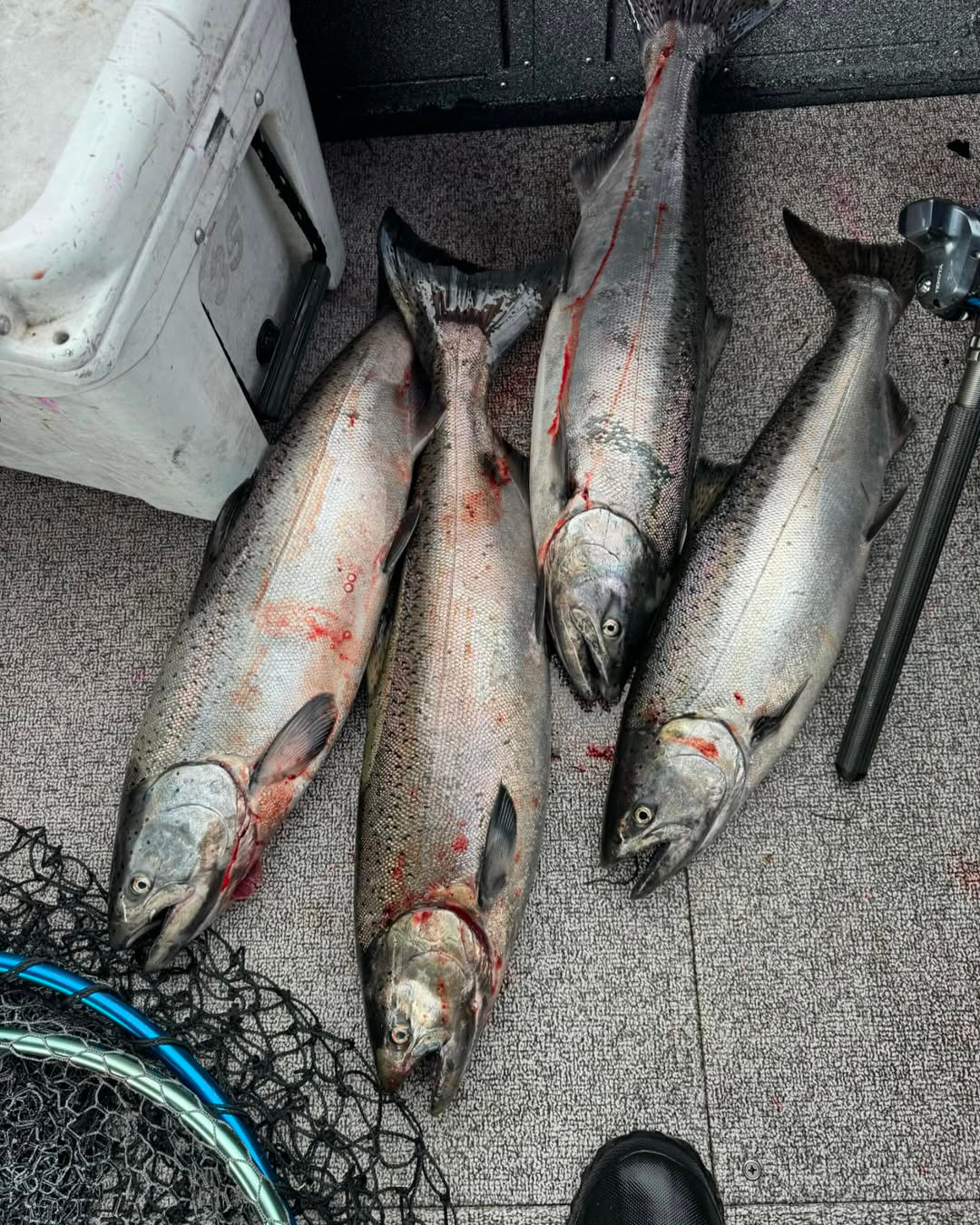 Chrome-bright spring chinook salmon caught on Skagit River