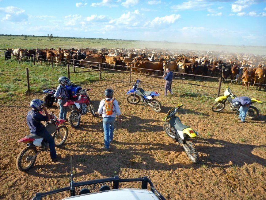 motor bikes, people and cattle