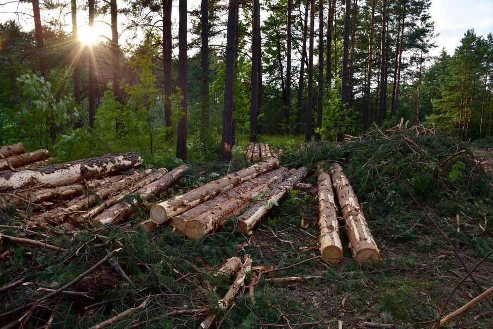 Logs and branches piled in a forest clearing, with sunlight shining through trees.