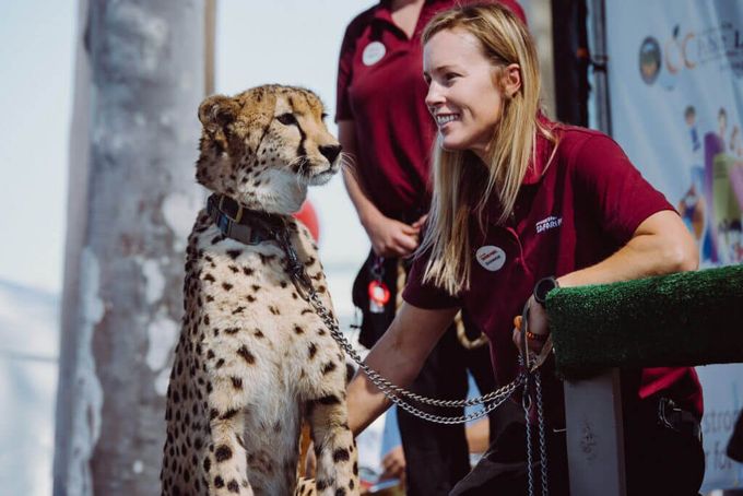 Animal trainer and large wild cat on the animal. Text: Animal ambassadors and their trainers stage.