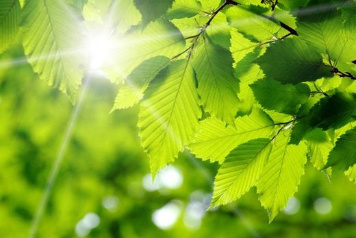 Green Leaves with Sun Beaming Through- Grief Resources