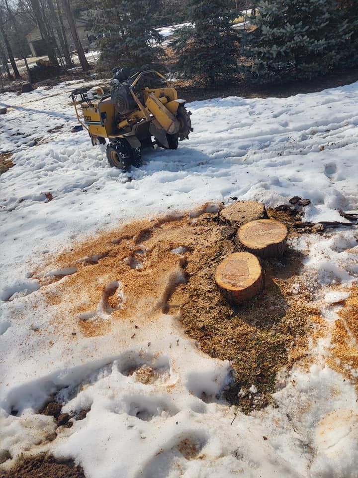 Stump grinder grinding tree stumps in snow, producing wood chips.