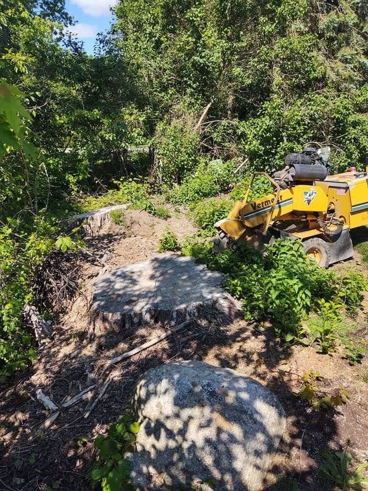 Stump grinder removing tree stumps from a wooded area. Yellow machine, green foliage, sunny.