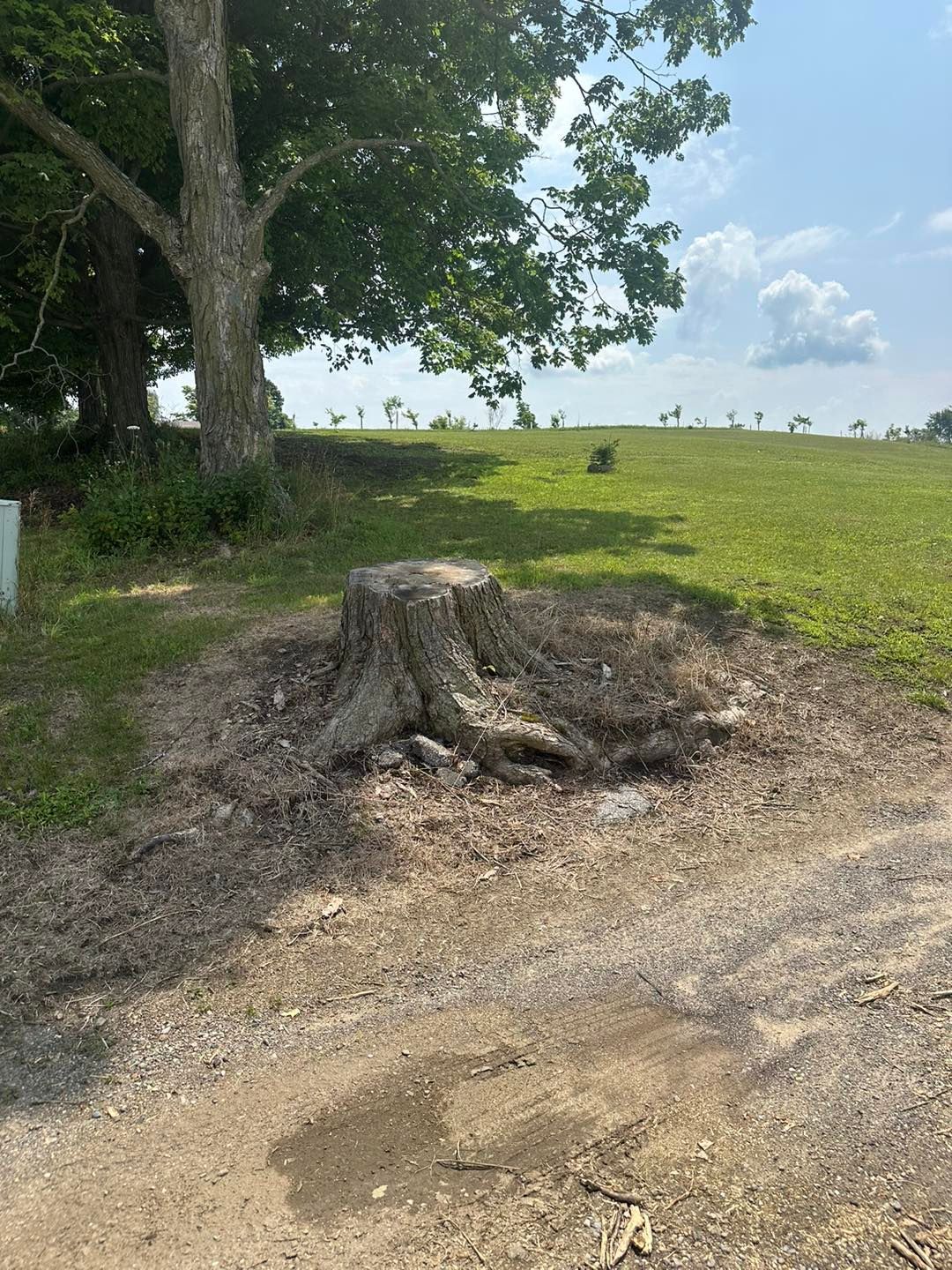 Tree stump in a clearing, next to a tree with a large canopy, on a grassy hillside under a blue sky.